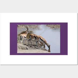 Thomson's Gazelles at the Moru River, Serengeti, Tanzania Posters and Art